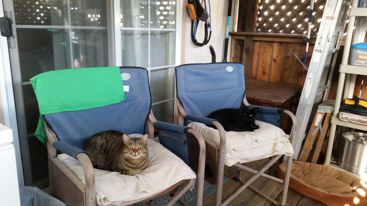 Bailey & Missy - our camp cats